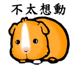 Guinea pigs Fifi_1 sticker #15868906