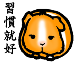 Guinea pigs Fifi_1 sticker #15868908
