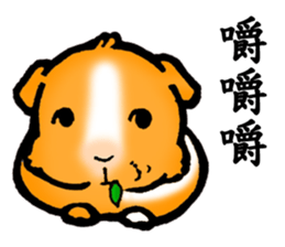Guinea pigs Fifi_1 sticker #15868915