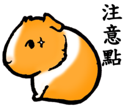 Guinea pigs Fifi_1 sticker #15868917