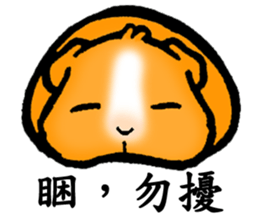 Guinea pigs Fifi_1 sticker #15868919