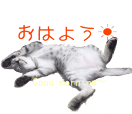 a day in a cat sticker #15868930