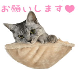 a day in a cat sticker #15868931