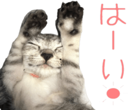 a day in a cat sticker #15868933