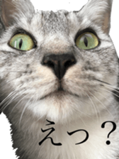 a day in a cat sticker #15868934