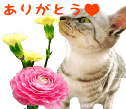 a day in a cat sticker #15868936