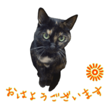 Cat staffs stickers for many scenes sticker #15869466