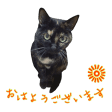 Cat staffs stickers for many scenes sticker #15869466