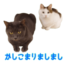 Cat staffs stickers for many scenes sticker #15869467