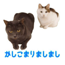 Cat staffs stickers for many scenes sticker #15869467