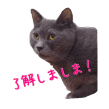 Cat staffs stickers for many scenes sticker #15869468