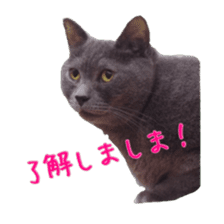 Cat staffs stickers for many scenes sticker #15869468