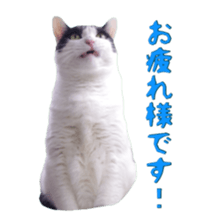 Cat staffs stickers for many scenes sticker #15869469