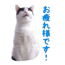 Cat staffs stickers for many scenes sticker #15869469