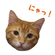 Cat staffs stickers for many scenes sticker #15869470