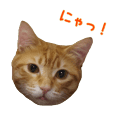 Cat staffs stickers for many scenes sticker #15869470