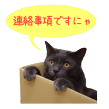 Cat staffs stickers for many scenes sticker #15869471