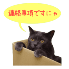 Cat staffs stickers for many scenes sticker #15869471