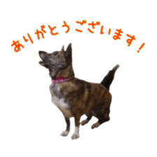 Cat staffs stickers for many scenes sticker #15869472