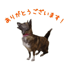 Cat staffs stickers for many scenes sticker #15869472