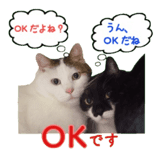 Cat staffs stickers for many scenes sticker #15869473