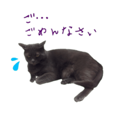 Cat staffs stickers for many scenes sticker #15869474