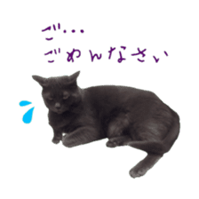 Cat staffs stickers for many scenes sticker #15869474