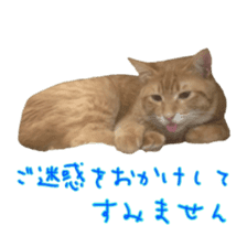 Cat staffs stickers for many scenes sticker #15869476