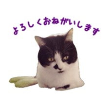 Cat staffs stickers for many scenes sticker #15869477