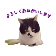 Cat staffs stickers for many scenes sticker #15869477