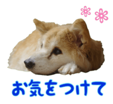 Cat staffs stickers for many scenes sticker #15869479