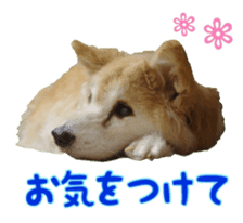 Cat staffs stickers for many scenes sticker #15869479