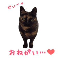 Cat staffs stickers for many scenes sticker #15869480