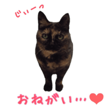 Cat staffs stickers for many scenes sticker #15869480