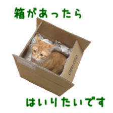 Cat staffs stickers for many scenes sticker #15869481