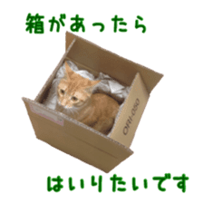 Cat staffs stickers for many scenes sticker #15869481