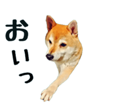 inutoneko22 sticker #15875997