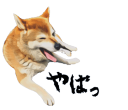 inutoneko22 sticker #15875998