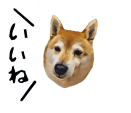 inutoneko22 sticker #15876003