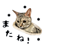 inutoneko22 sticker #15876013