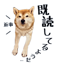 inutoneko22 sticker #15876017