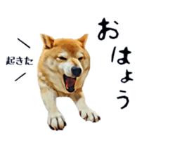 inutoneko22 sticker #15876022