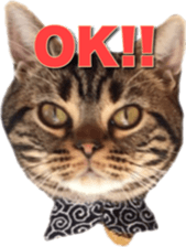 American Shorthair POKO sticker #15876106