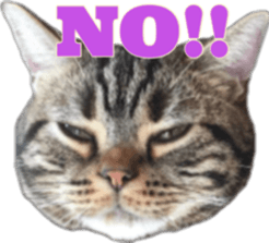 American Shorthair POKO sticker #15876107