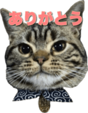 American Shorthair POKO sticker #15876108