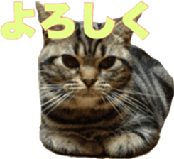 American Shorthair POKO sticker #15876109