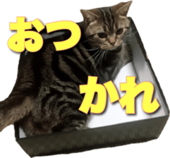 American Shorthair POKO sticker #15876110