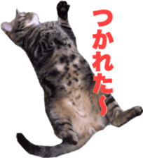 American Shorthair POKO sticker #15876111