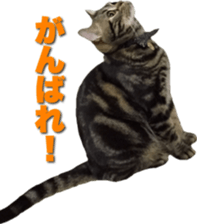 American Shorthair POKO sticker #15876112