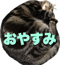 American Shorthair POKO sticker #15876113